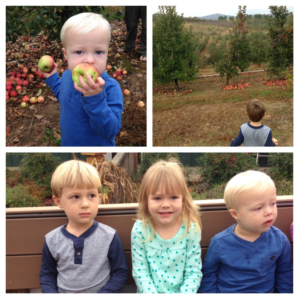 orchard collage 1