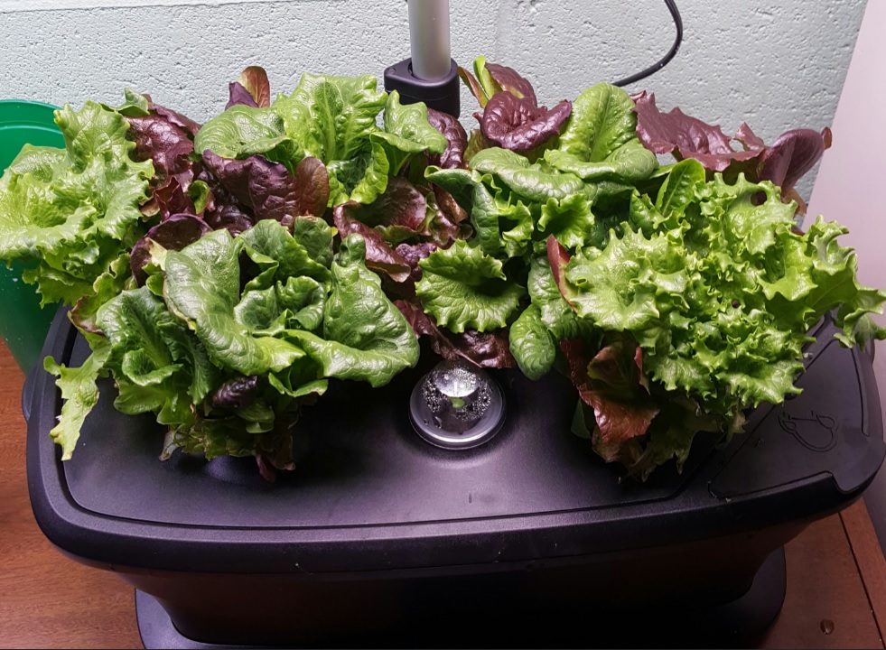 hydroponics aerogarden extra LED