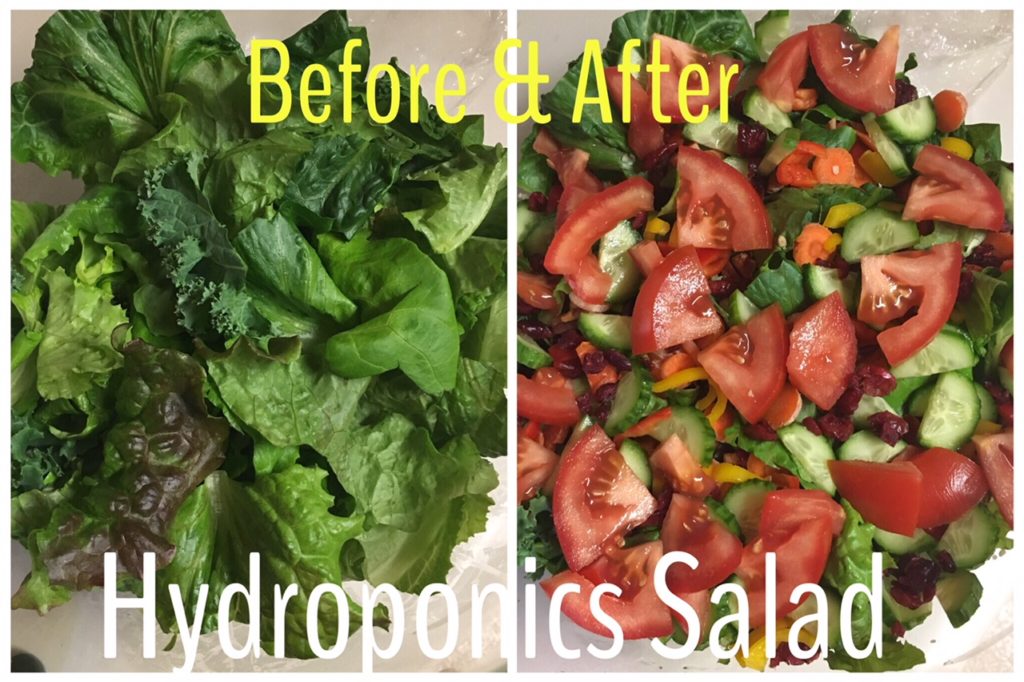 hydroponics salad