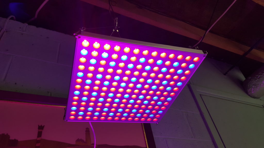 LED light for hydroponics