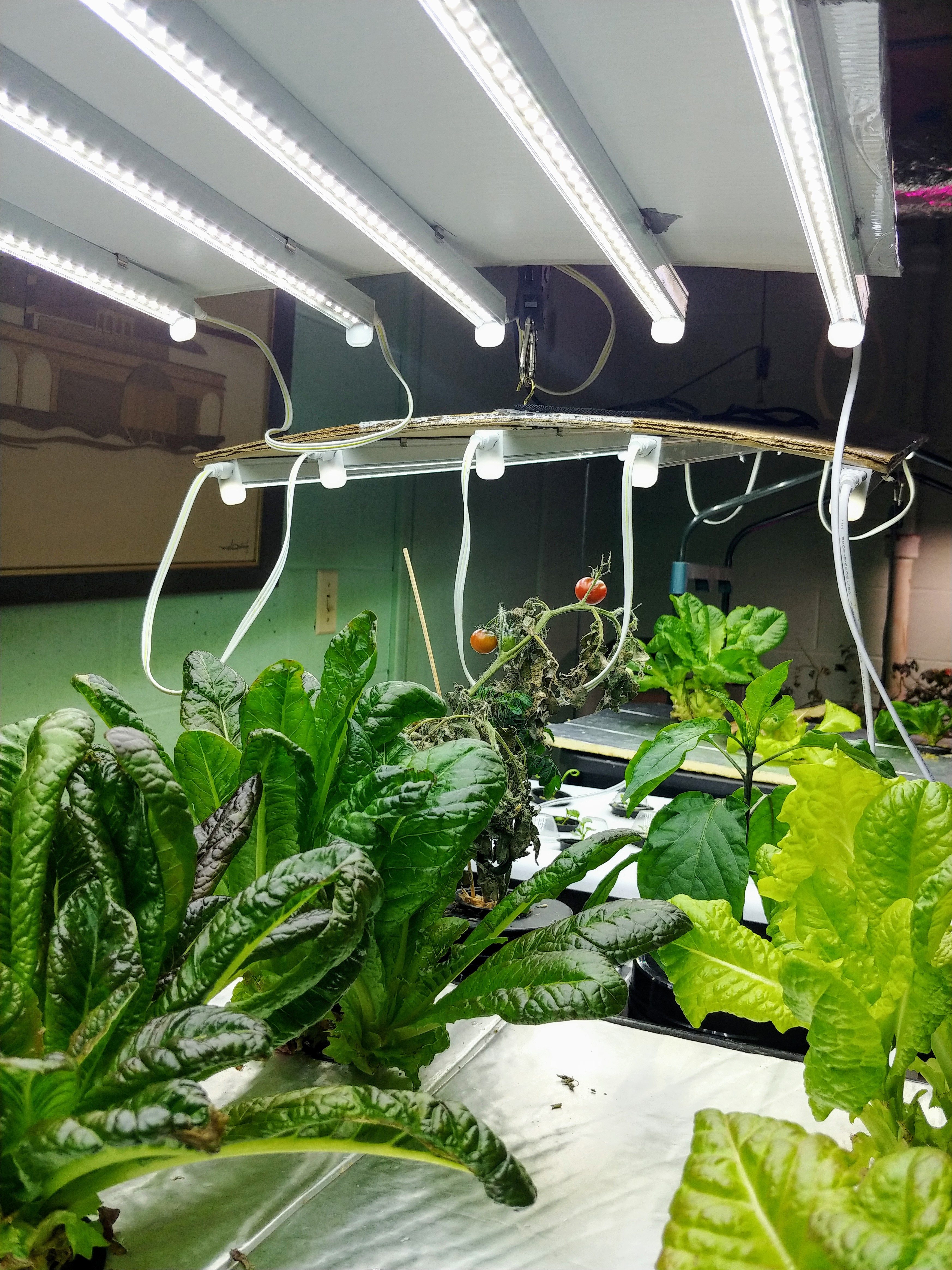homemade hydroponics
