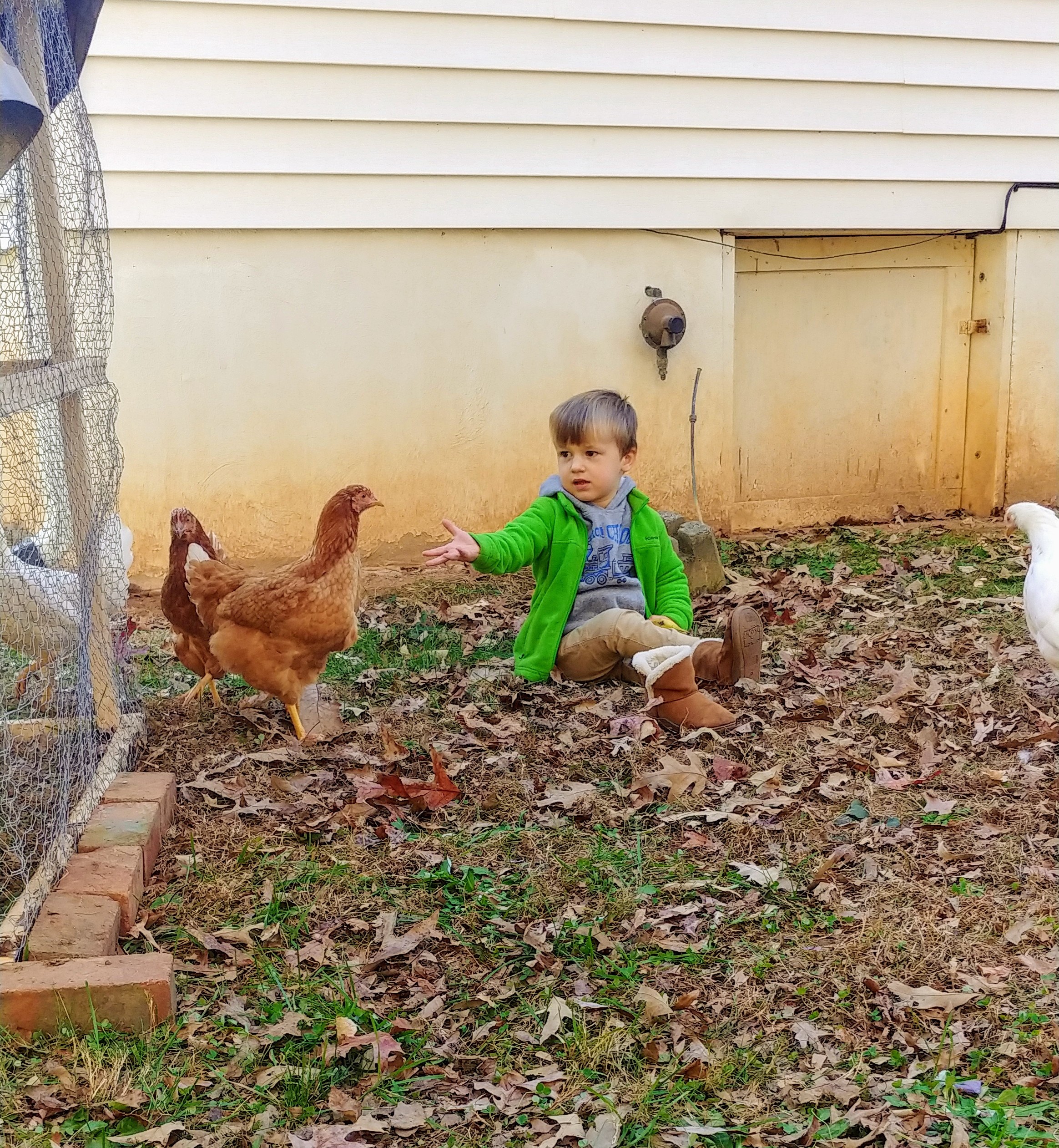 backyard chicken, modern homesteading