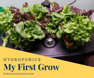 Hydroponics: My First Grow