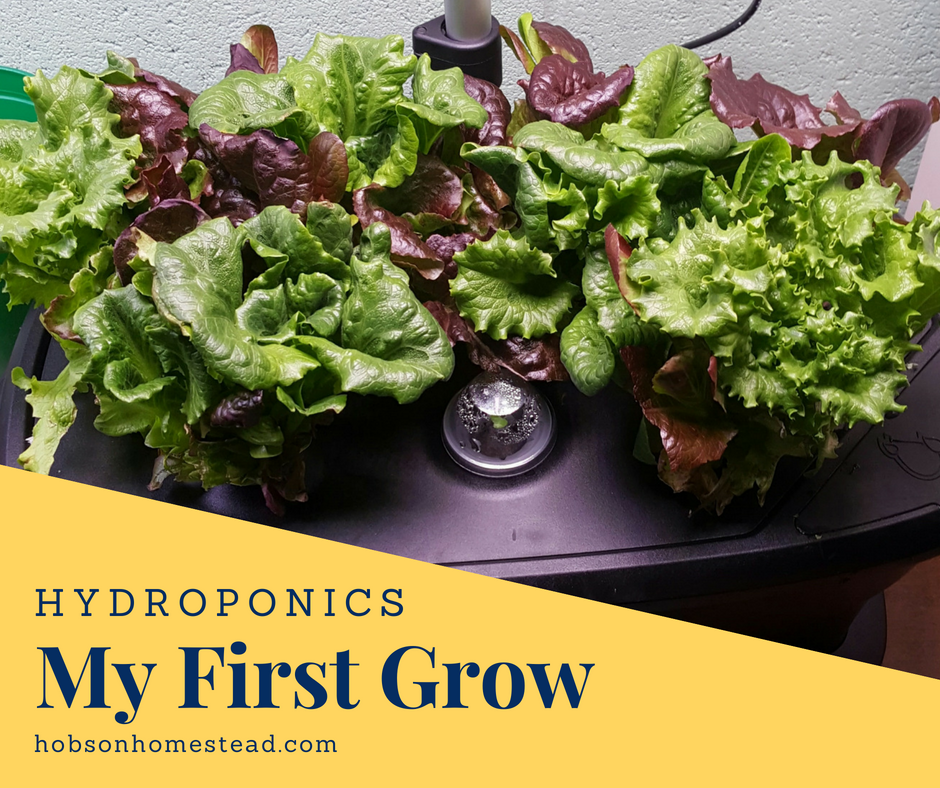 hyrdoponics first grow