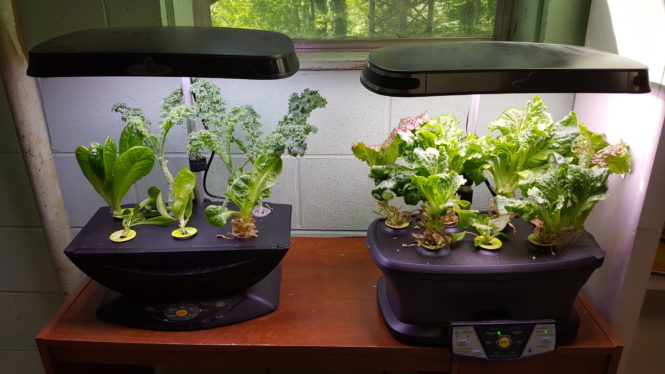 Hydroponics: My First Grow | Hobson Homestead