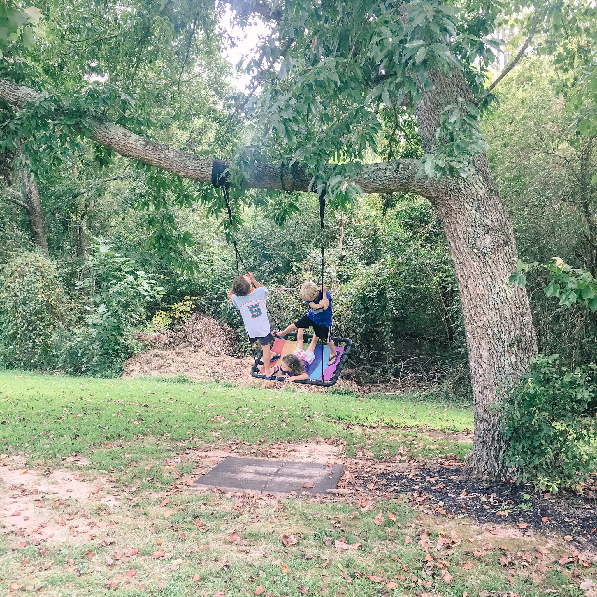 tree swing