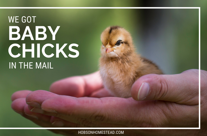 baby chicks in mail