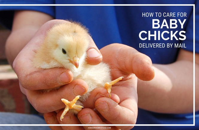 care for baby chicks