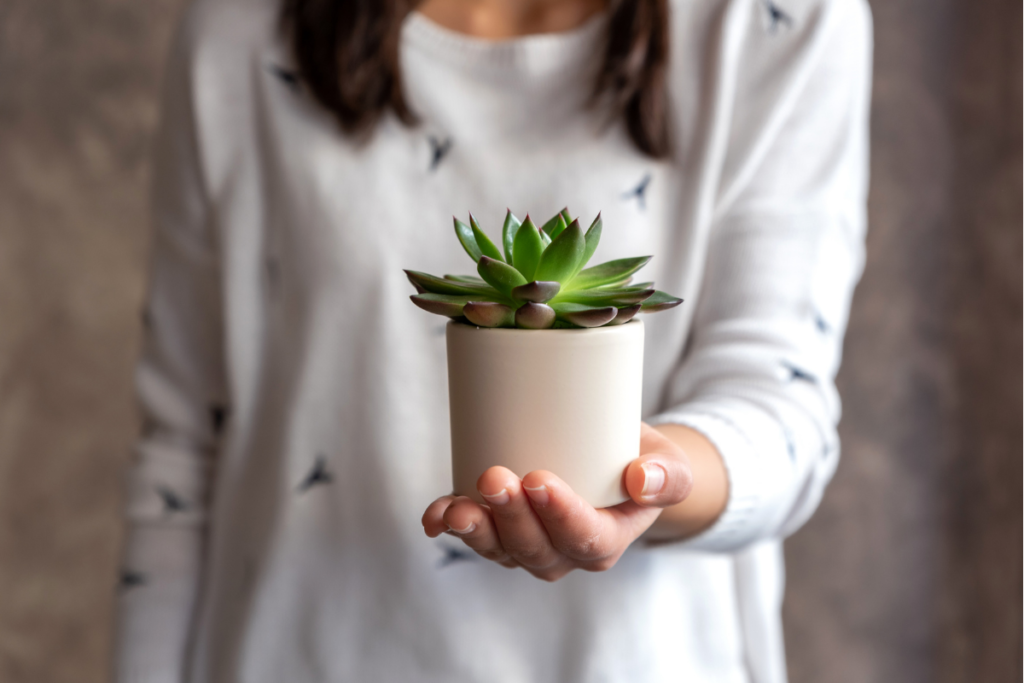 potted plant, quick ways to show hospitality