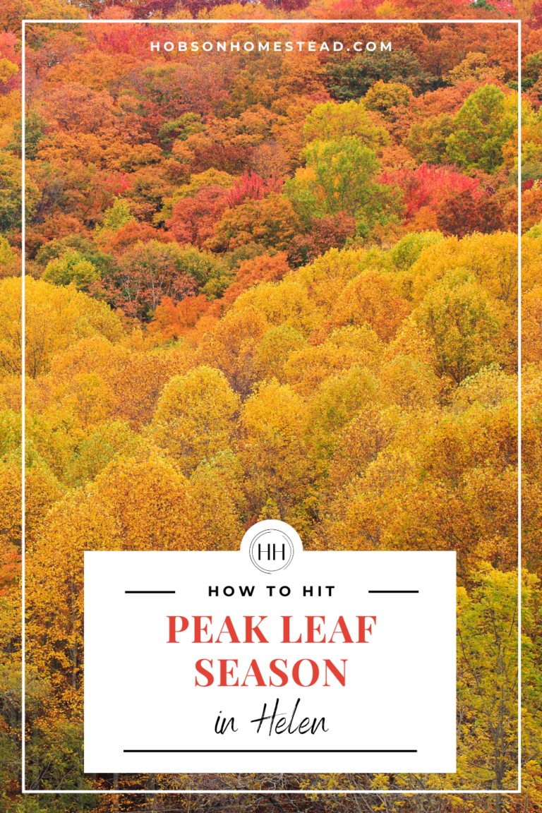 How to Hit Peak Leaf Season in Helen The Hobson Homestead